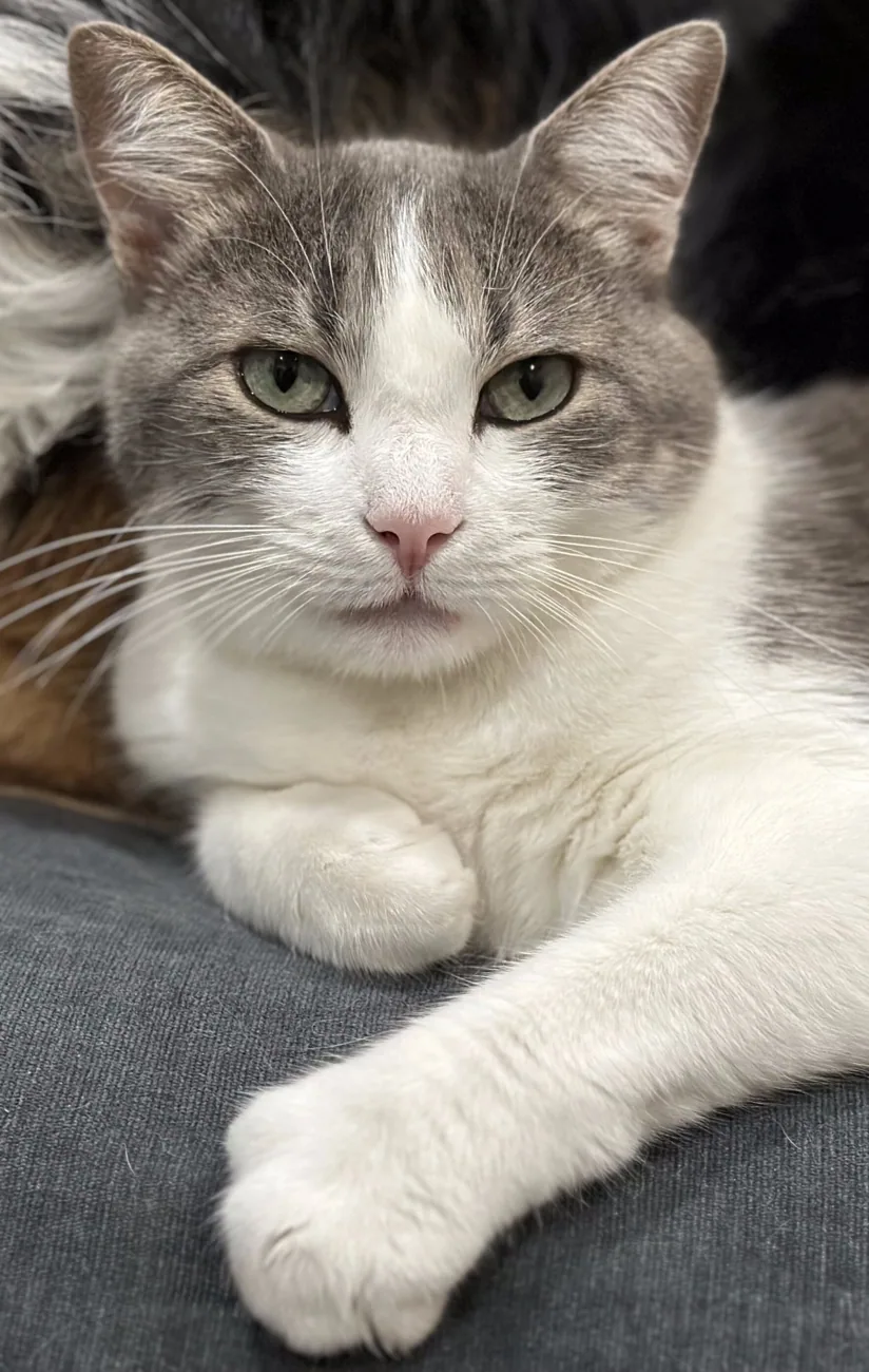 Billy, a gray and white cat, relaxing