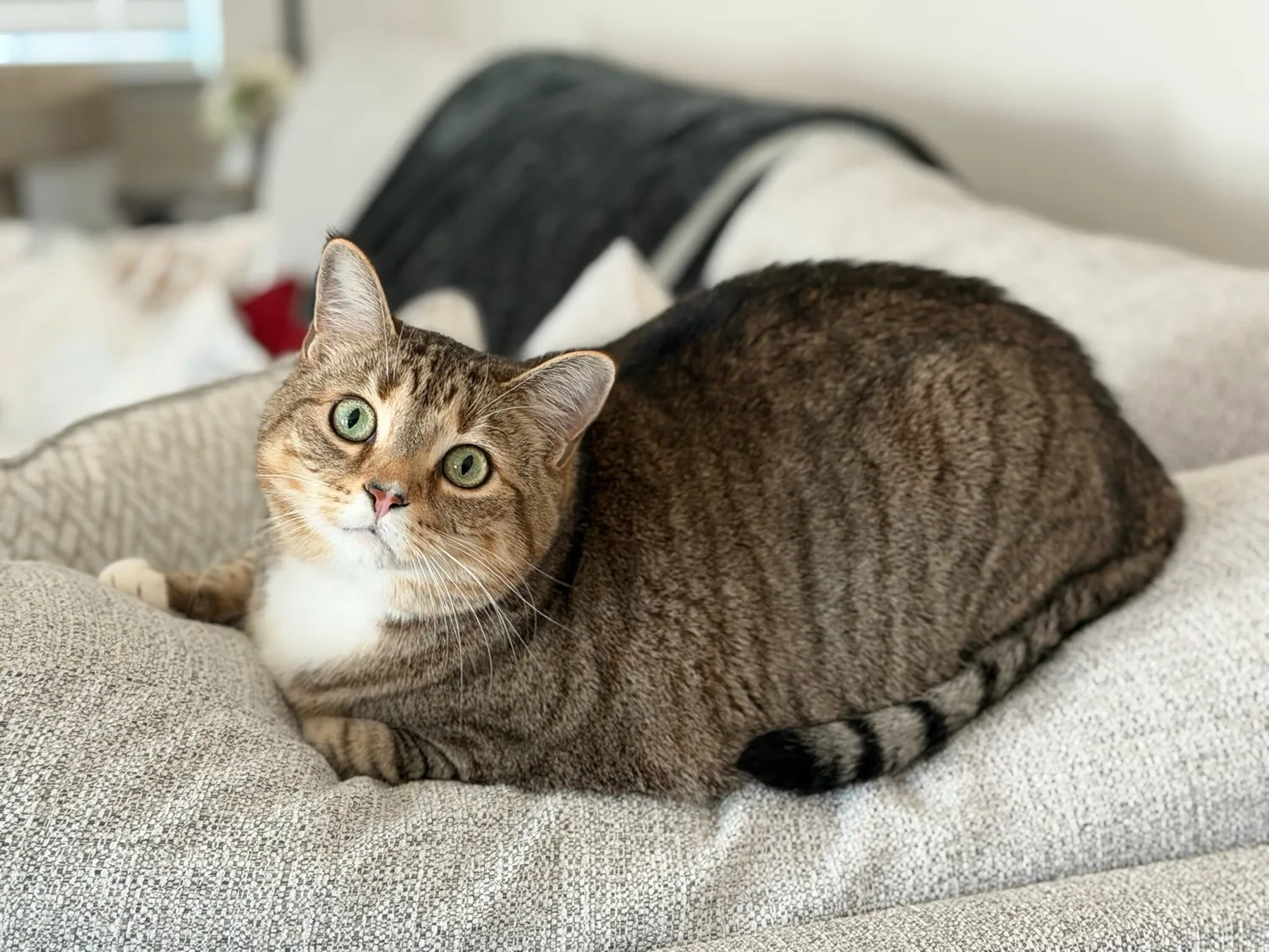 Tabby cat relaxing on a soft couch