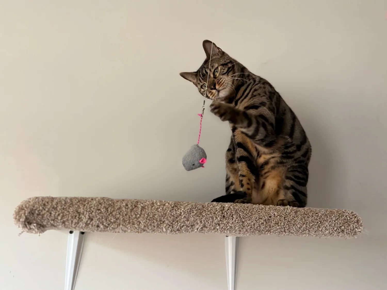 Playful tabby cat reaching for a toy