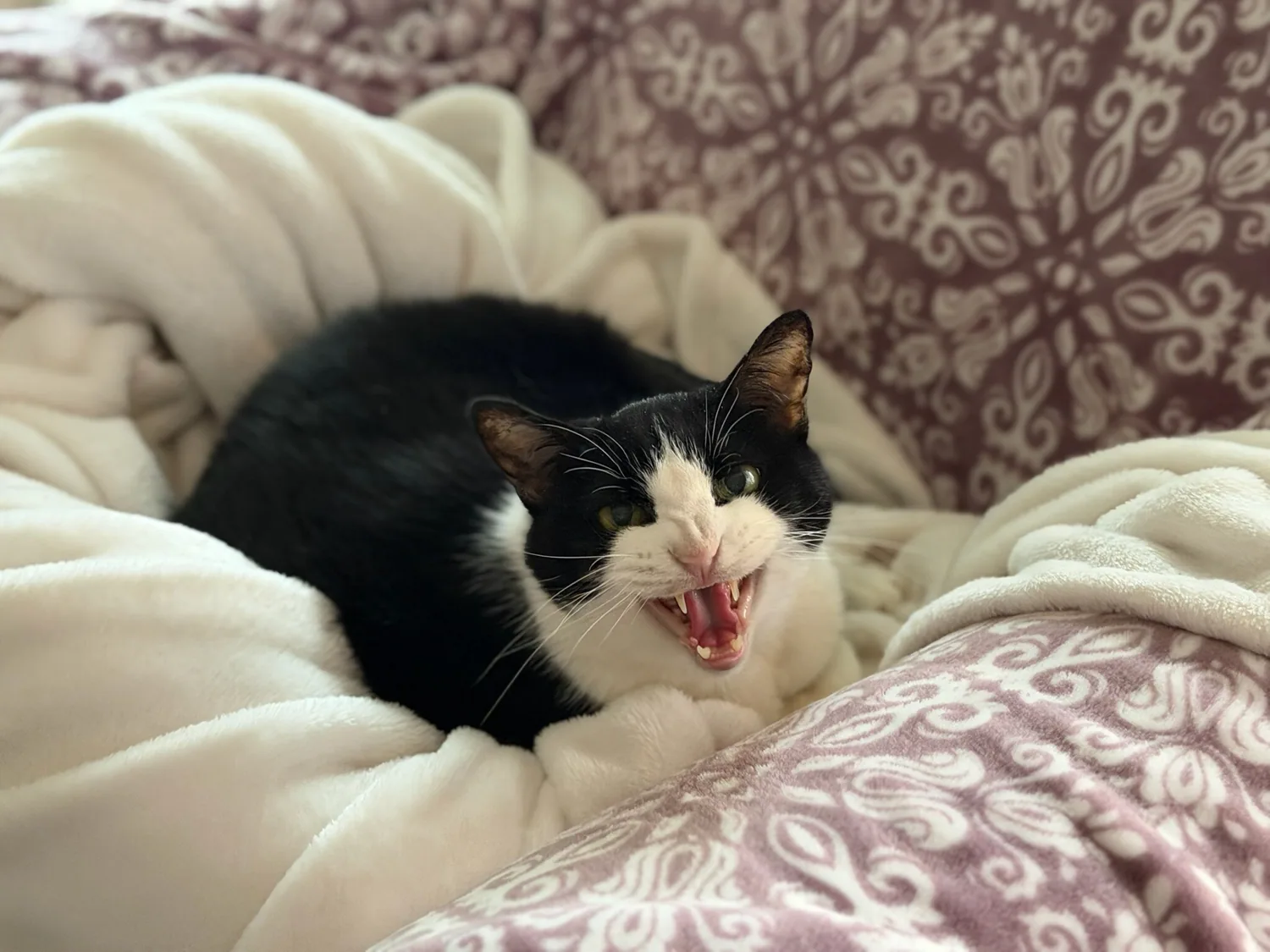 Black and white cat curled in a blanket