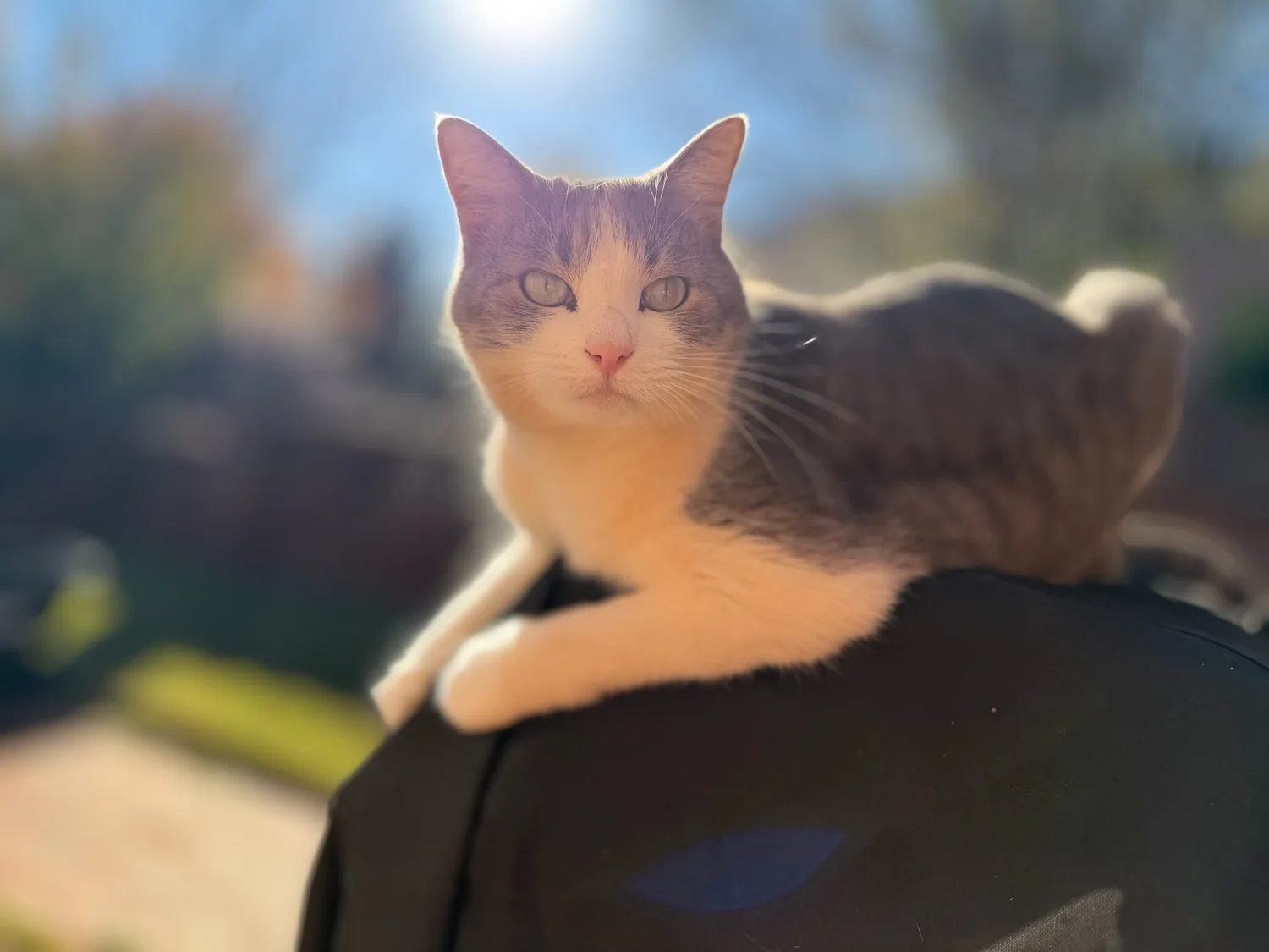 Gray and white cat resting in the sunshine