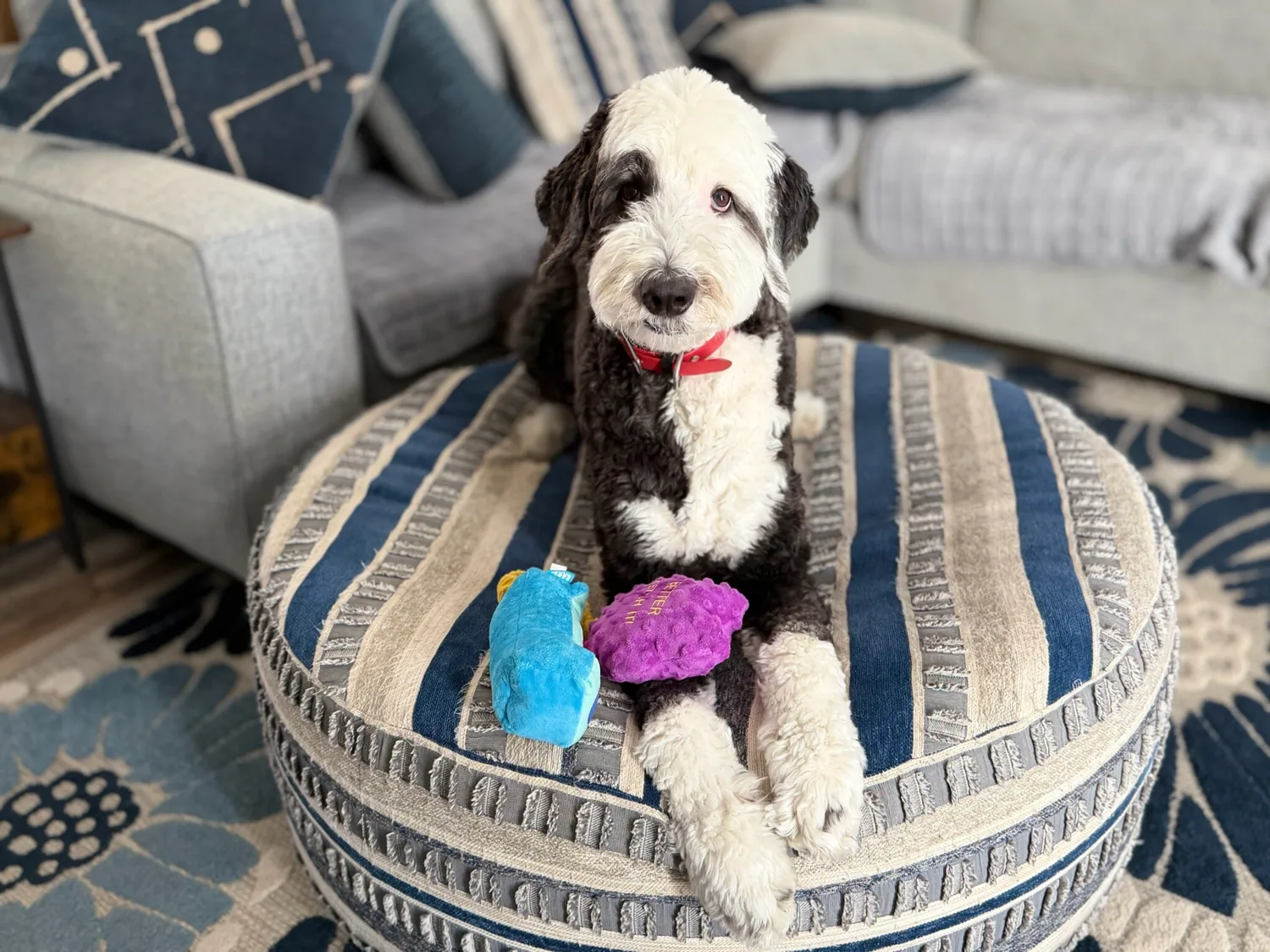 Happy black and white dog relaxing on a patterned ottoman