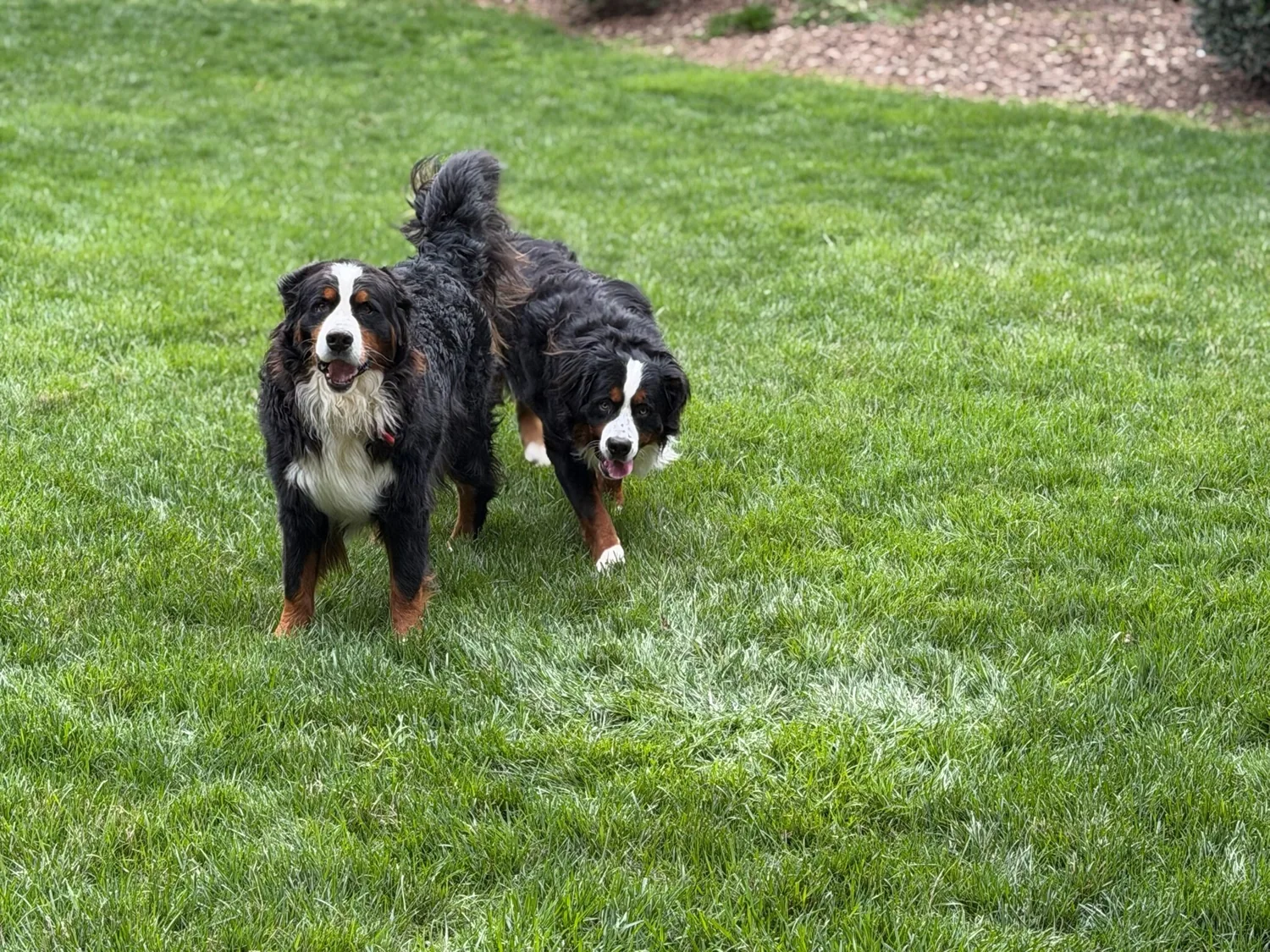 Two Bernese mountain dogs walking in a green yard