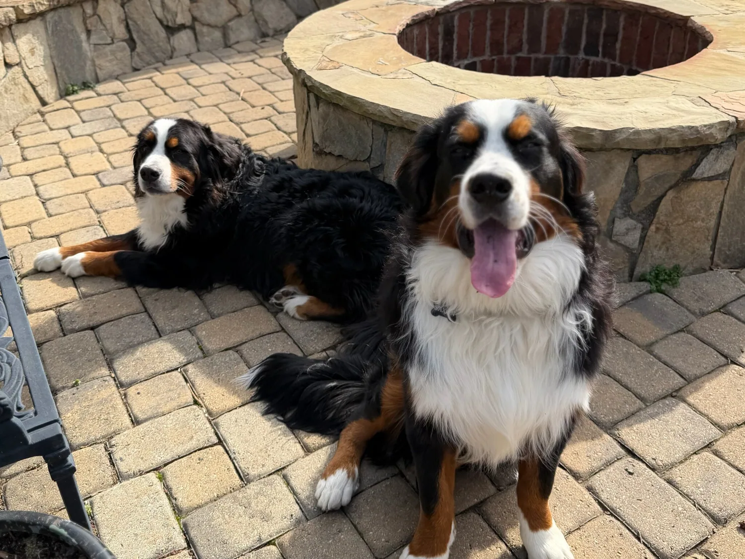 Two Bernese mountain dogs by a stone firepit