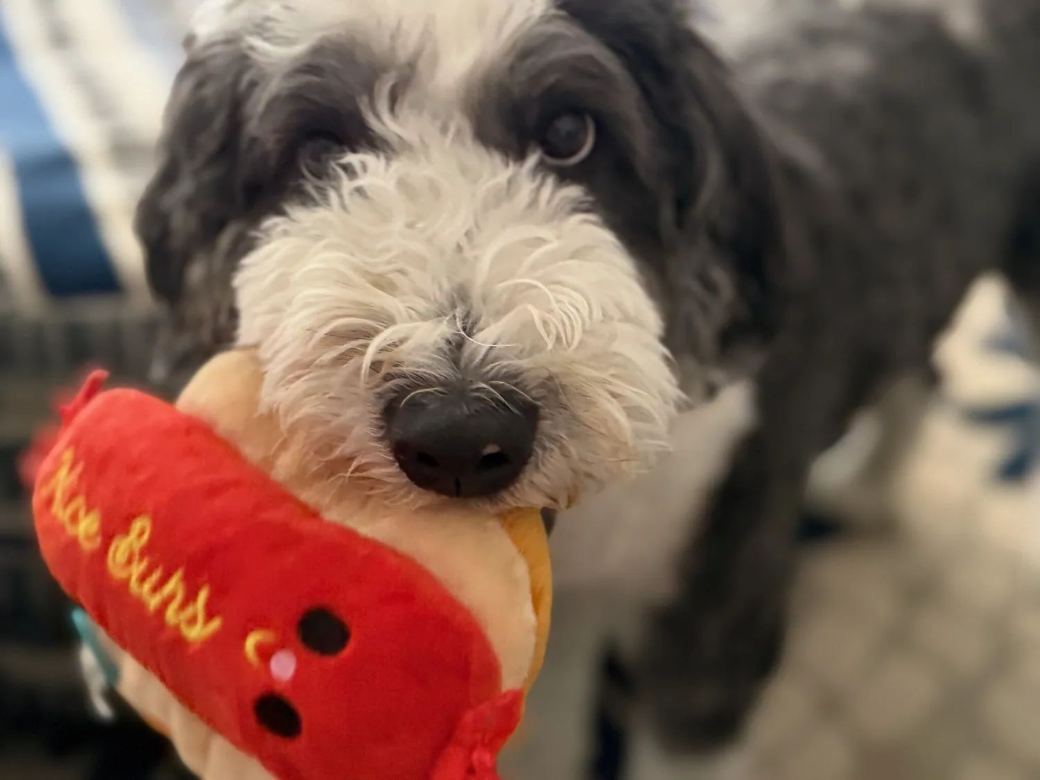 Black and white fluffy dog carrying a plush toy