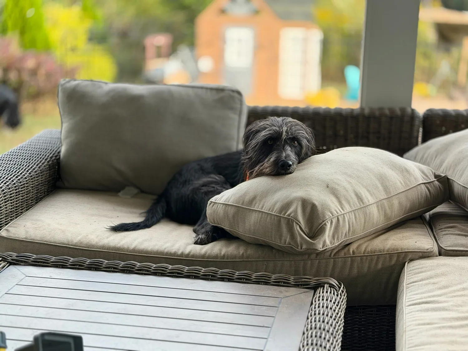Black shaggy dog resting on an outdoor sofa