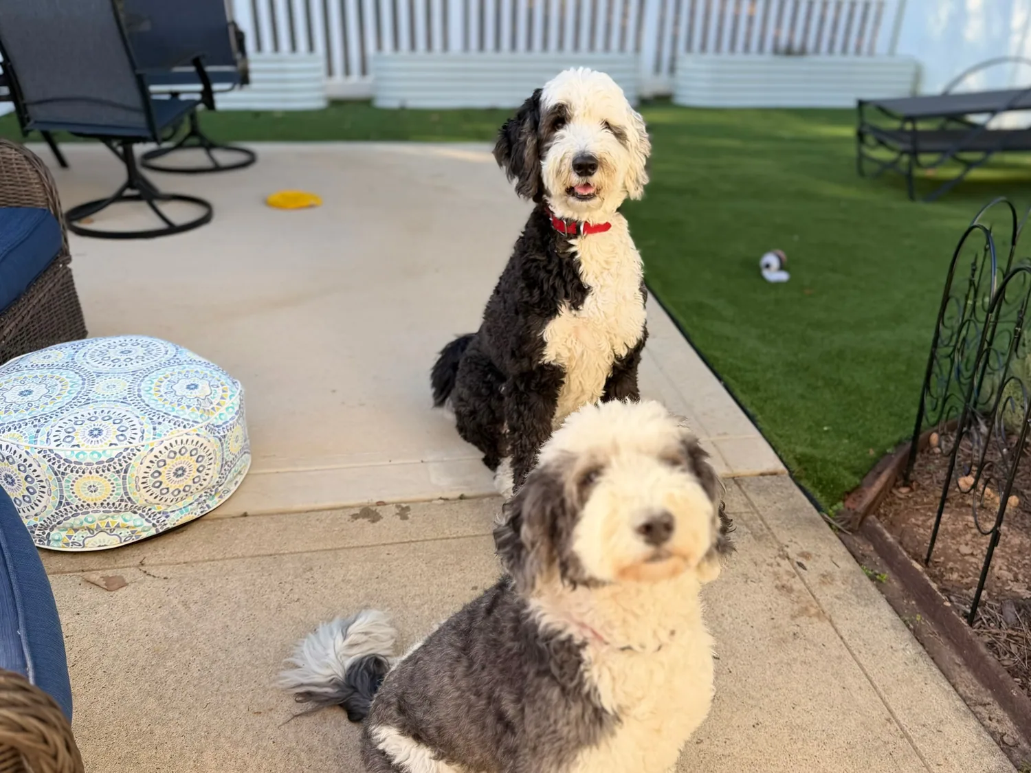 Two dogs sitting together outside