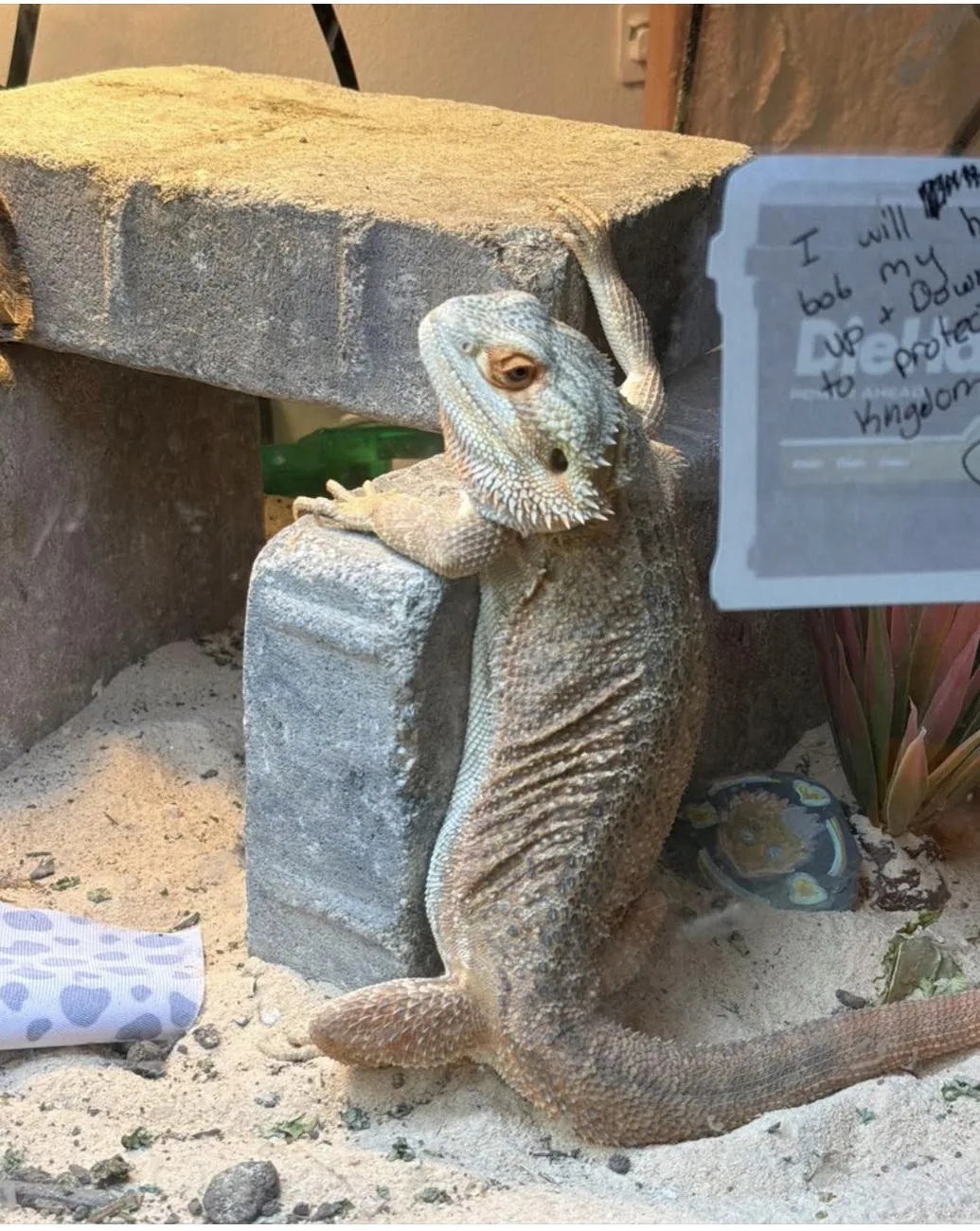 Bearded dragon resting in its enclosure