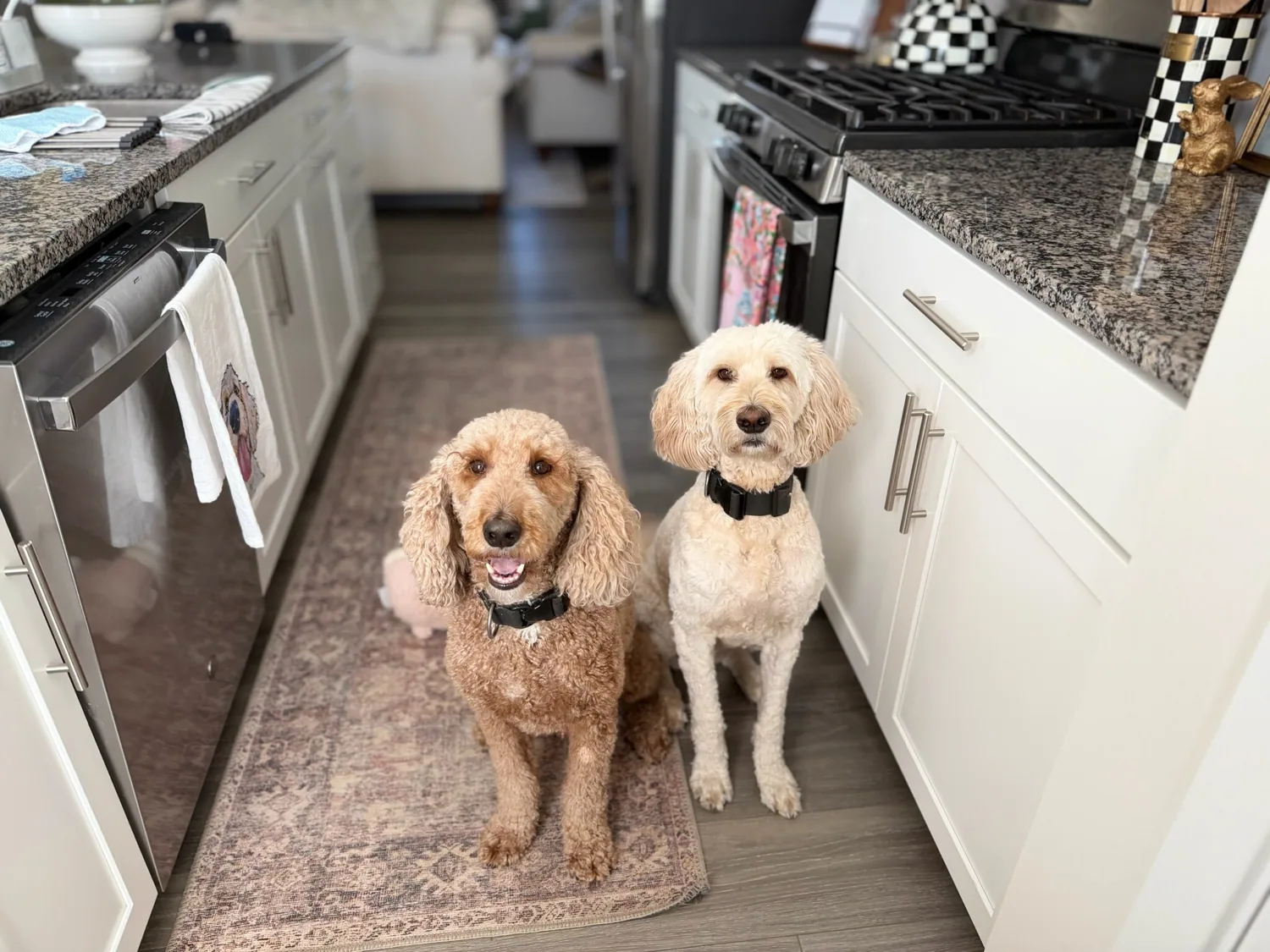 Two happy client dogs waiting together in a home kitchen