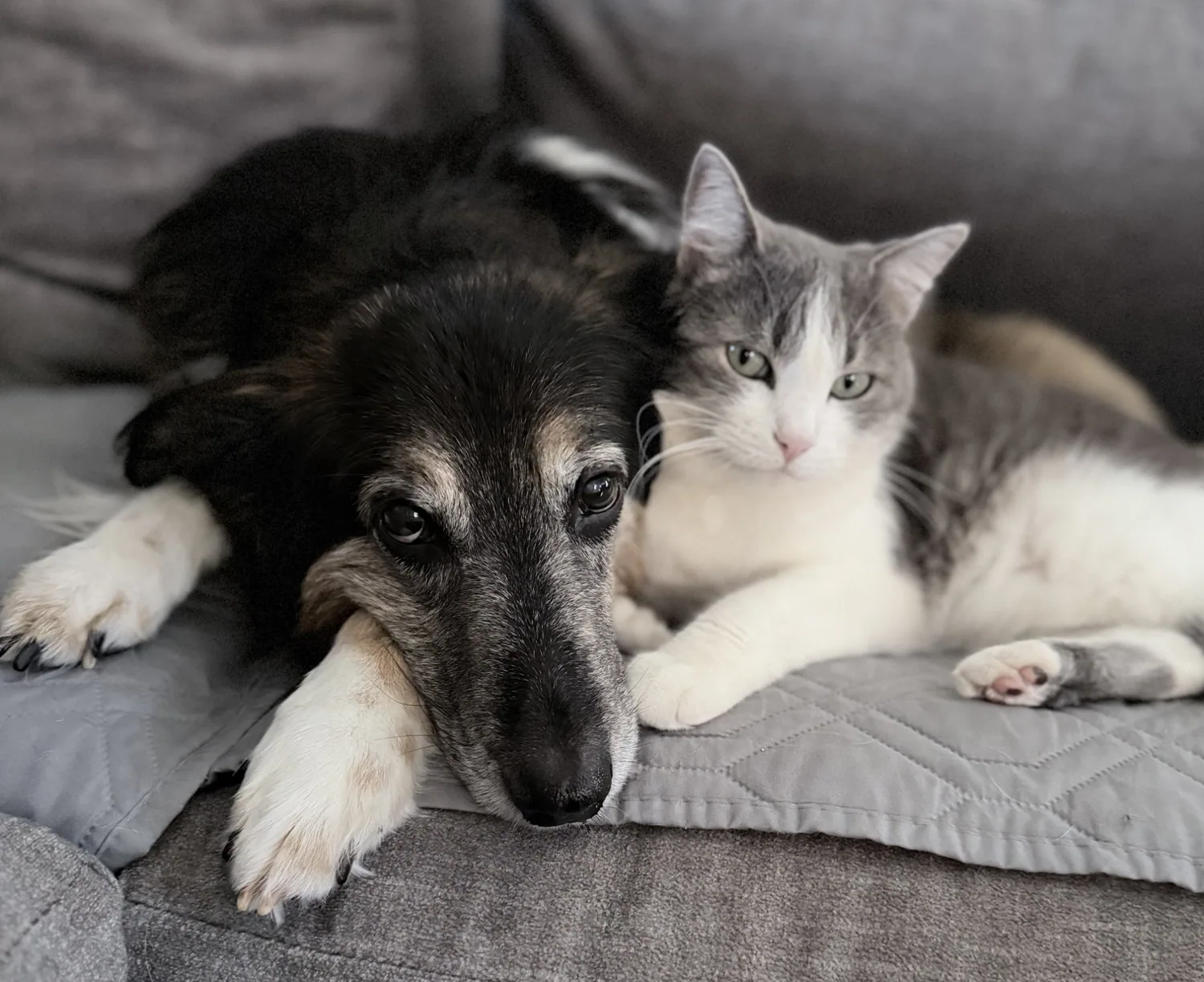 Ruby the dog and Billy the cat relaxing together on a couch